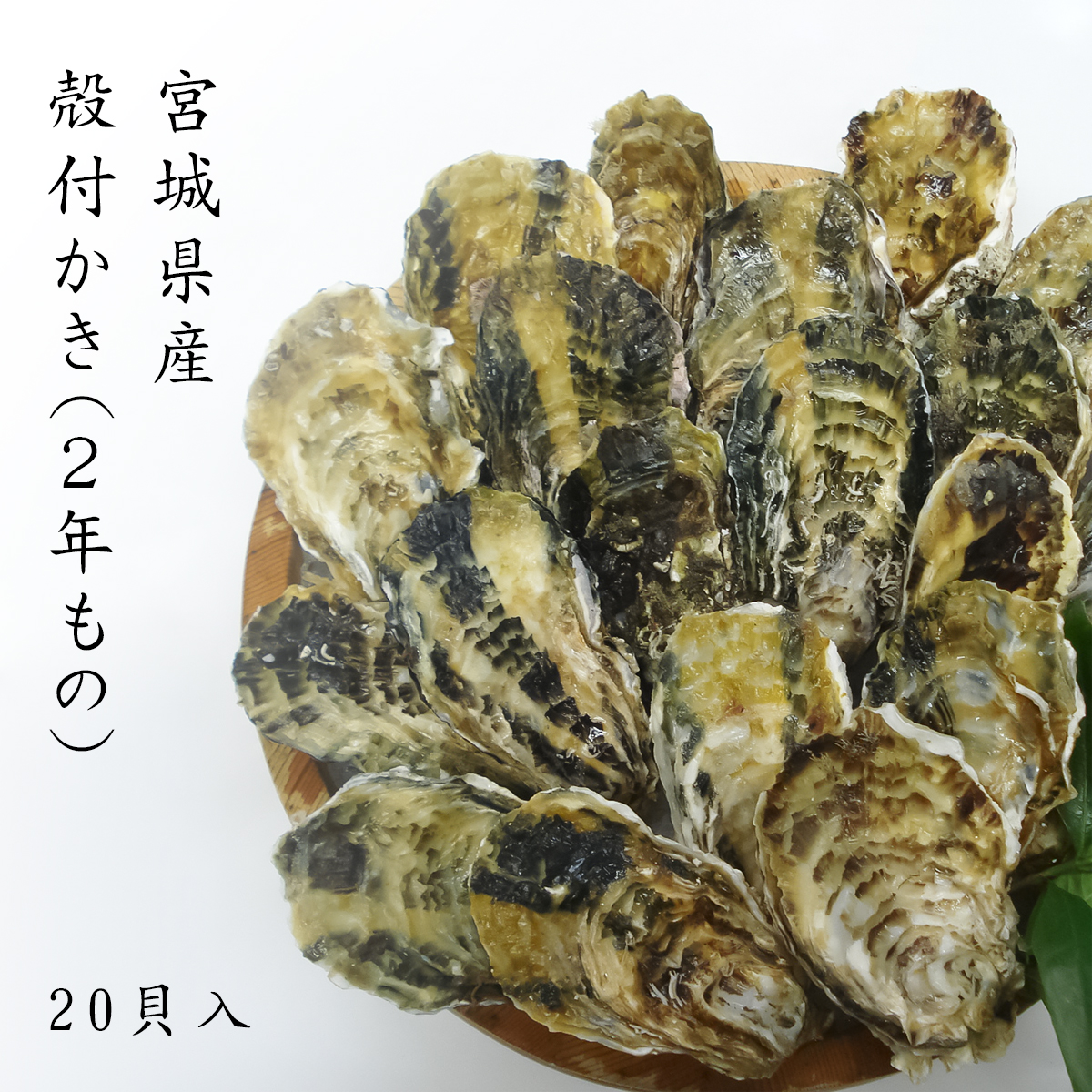 宮城県産 殻付かき ２年物 ２０貝入