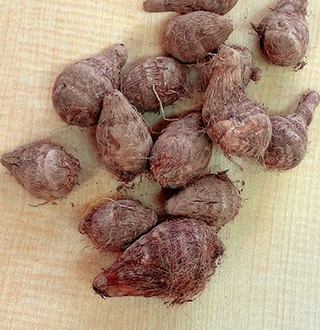 有機栽培八つっこ300g［千葉県芝山町産］