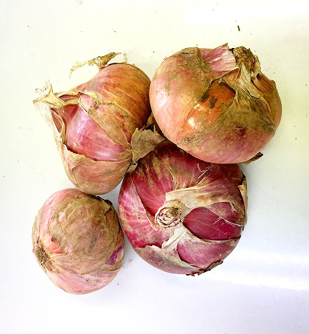 有機栽培赤玉ねぎ400g[千葉県芝山町産]