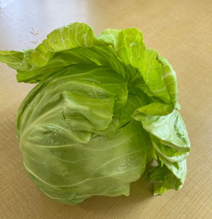 ハルキャベツ
