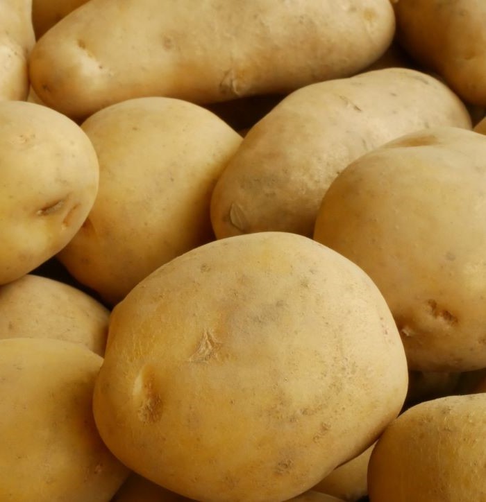 特別栽培じゃが芋男爵500g［北海道産］