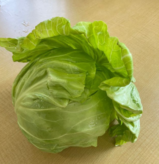 ハルキャベツ