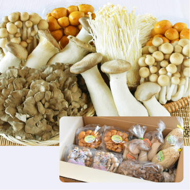 【特別栽培農産物】信州きのこセット５種