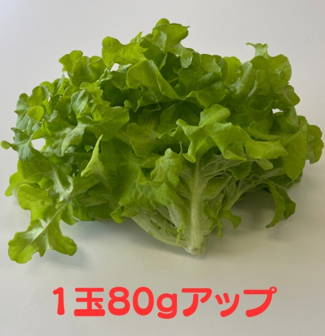 ステムレタス（茎レタス） 2.3-2.6 ポンド - Weee!