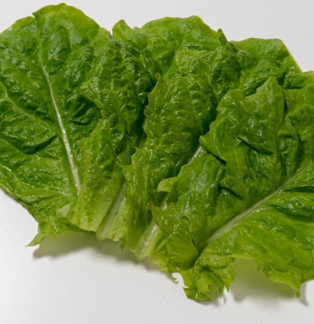 特別栽培土耕サンチュ10枚［千葉県旭市産］