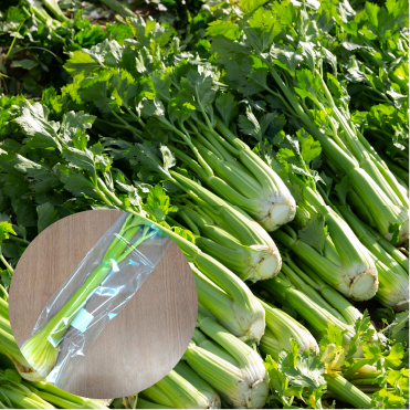 【農薬：栽培期間中不使用】 【化学肥料：栽培期間中不使用】 特別栽培 セロリ 120g×5袋入