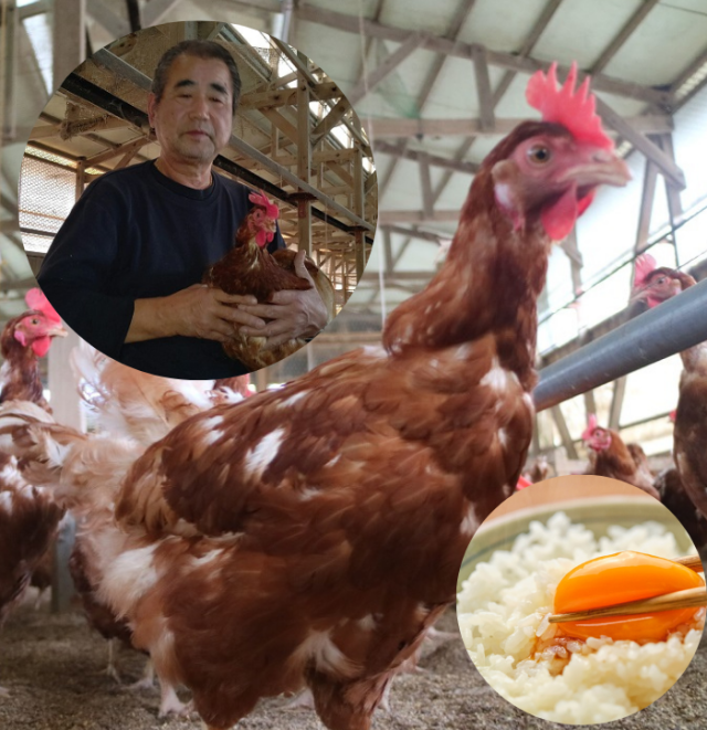 80個。安心・安全！MossGardenの平飼いたまごを北海道からお届けします！ 80個。安心・安全！MossGardenの平飼いたまごを北海道からお届け