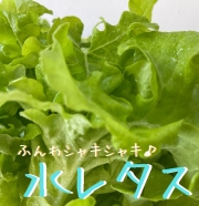 レタス