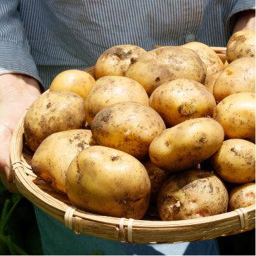 【農薬：栽培期間中不使用】 【化学肥料：栽培期間中不使用】じゃがいも　トヨシロ5kg箱