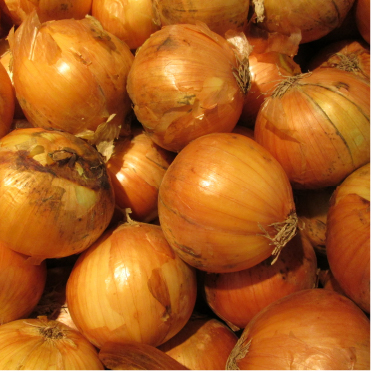 規格外有機玉ねぎ5kg箱　 大小混合サイズ