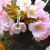 SAKURAペンダント