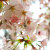 SAKURAペンダント