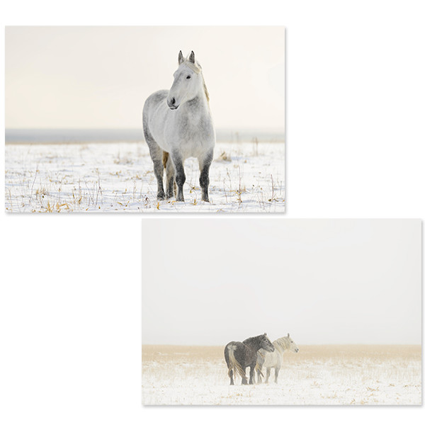 The Horses of Yururi Island ユルリ島の馬」岡田敦