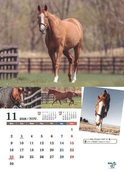 ガレガレ2026 限定　フェーブ　馬 引退馬協会＞「フォスターホースカレンダー 2026」