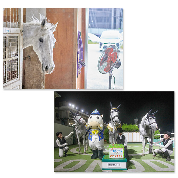 差し入れ付き＞園田競馬 誘導馬ポストカード12枚セット（カード