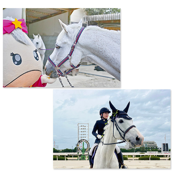 ポストカード　競馬 🌿グレイトホースシリーズ○7枚組ポストカード | サラブレッドライフ