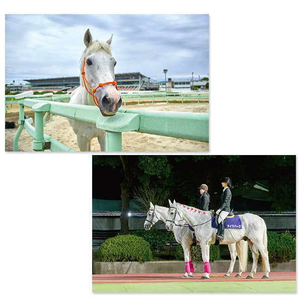 差し入れ付き＞園田競馬 誘導馬ポストカード12枚セット
