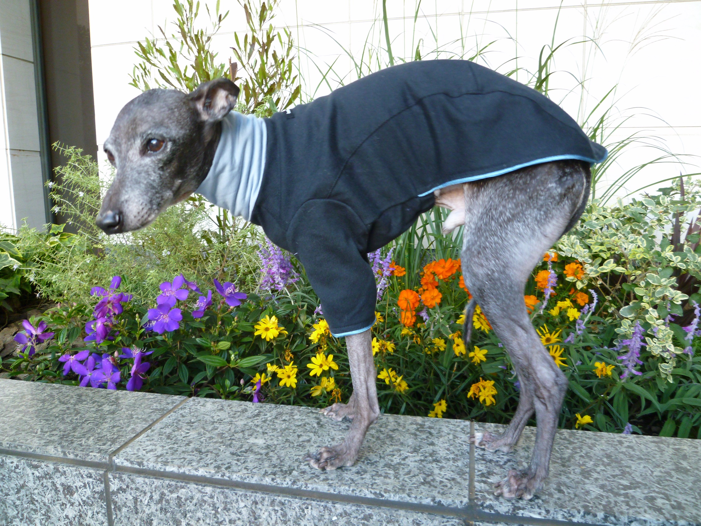 ブルーネックプル