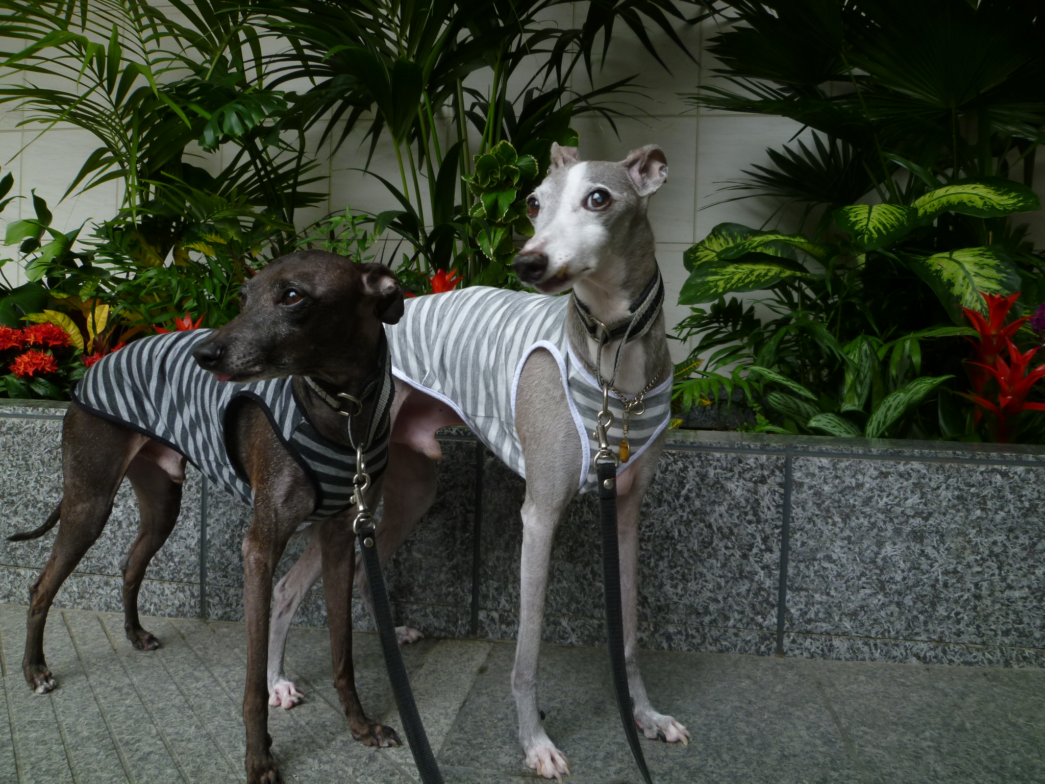 ボーダータンク