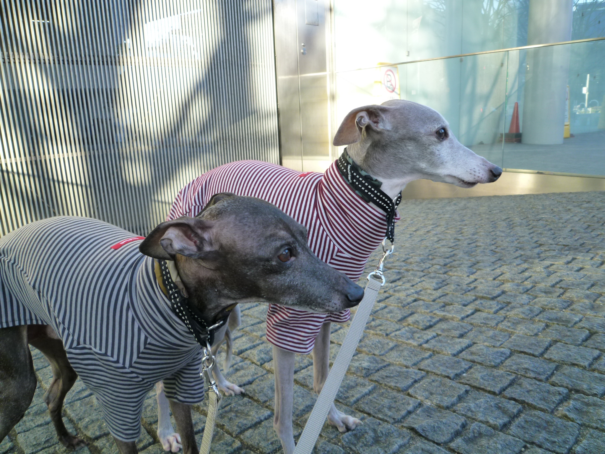 スリムボーダーＴ