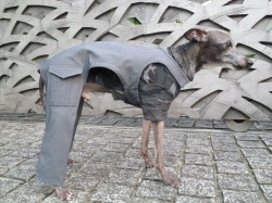 グレーカーゴパンツ