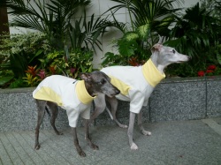 レモングレープル