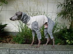 ボーダーコンビツナギ