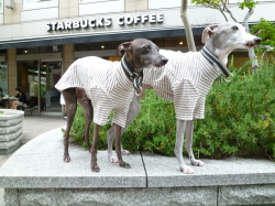 ベージュボーダーＴ