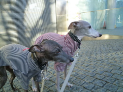 スリムボーダーＴ