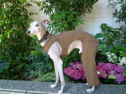 ストレッチパンツ