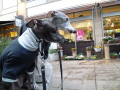 グレーリブプルオーバー