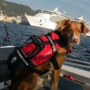 【本気で考えられた犬用】CrewSaverライフジャケット　S