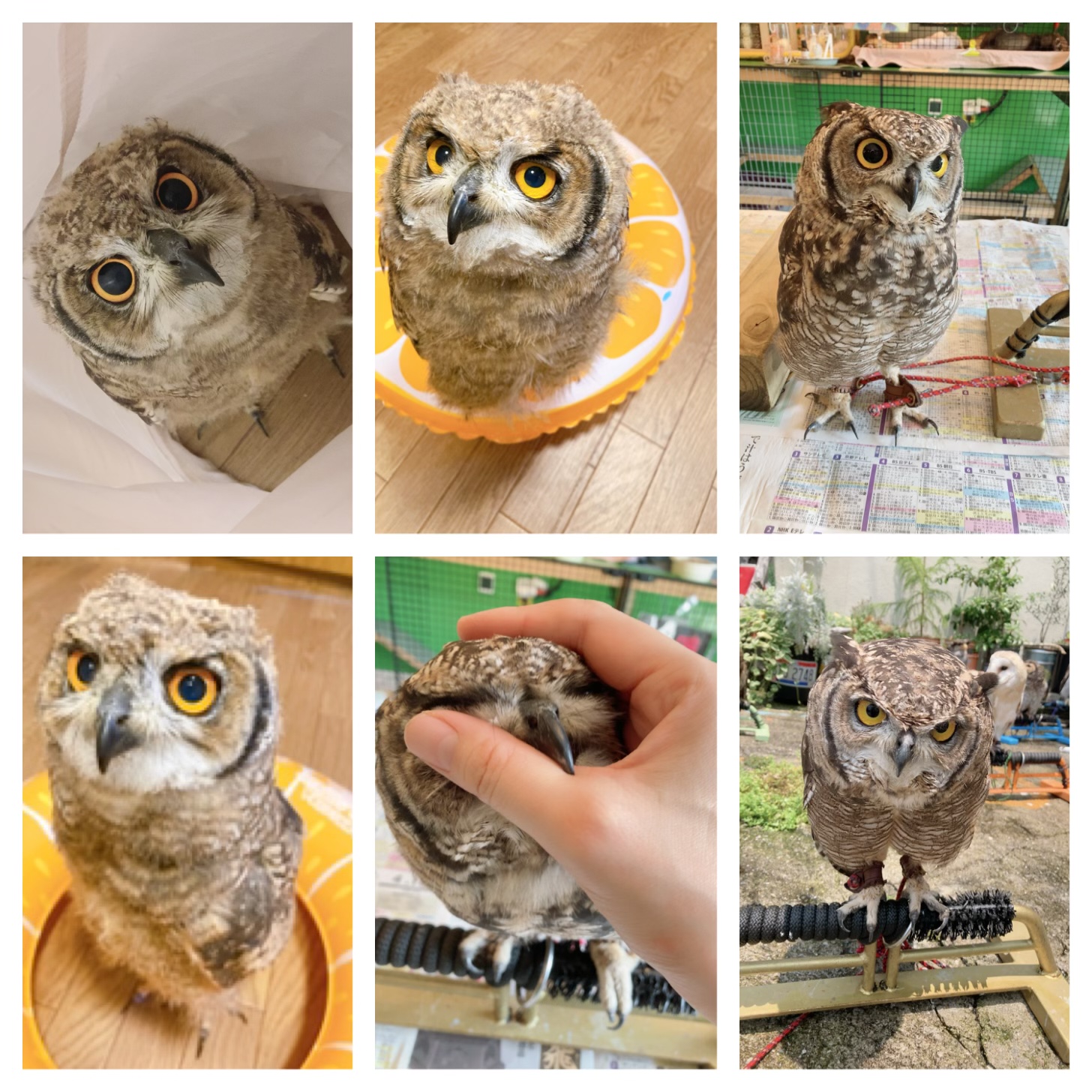 国内ブリード 2022年4月産まれ アフリカワシミミズク