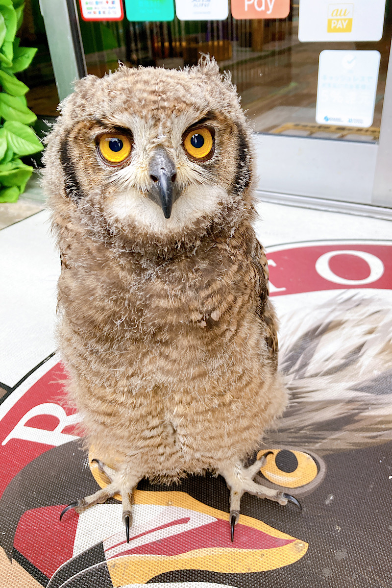 2022年7月13日産まれ  アフリカワシミミズク 雛