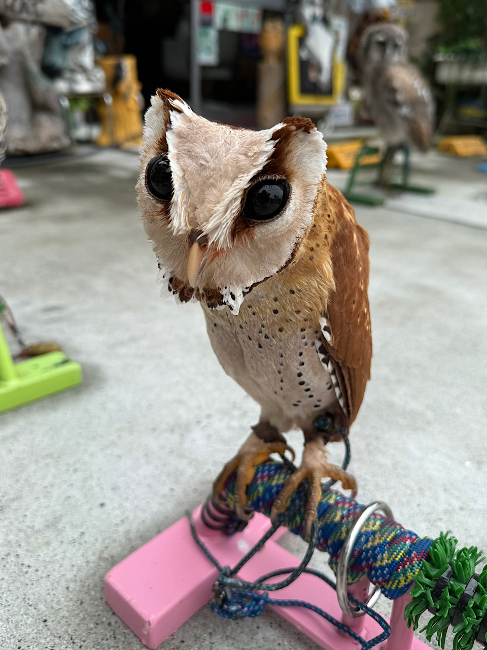 2025年4月29日産まれ  ニセメンフクロウ　