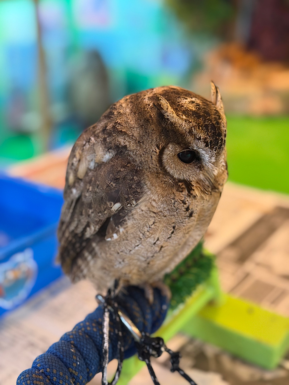 2024年4月産まれ　インドオオコノハズク