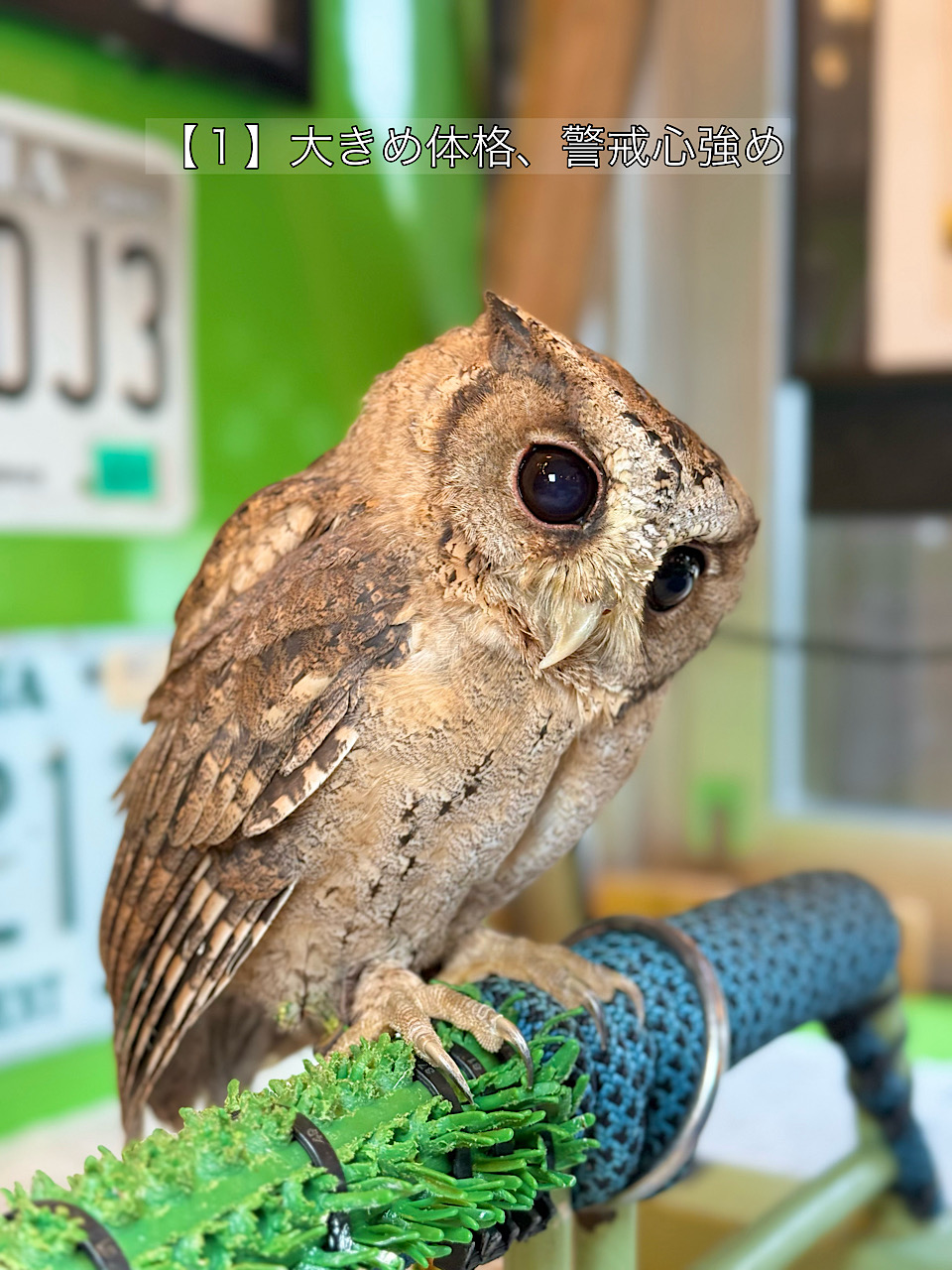 【あと2羽♡大特価】2025年5月末産まれ　スンダオオコノハズク　Ｂ個体　