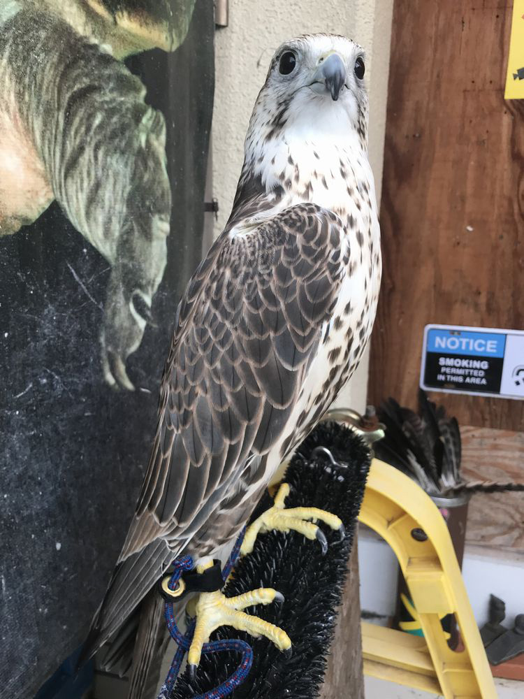 ジア×セイカーハヤブサ