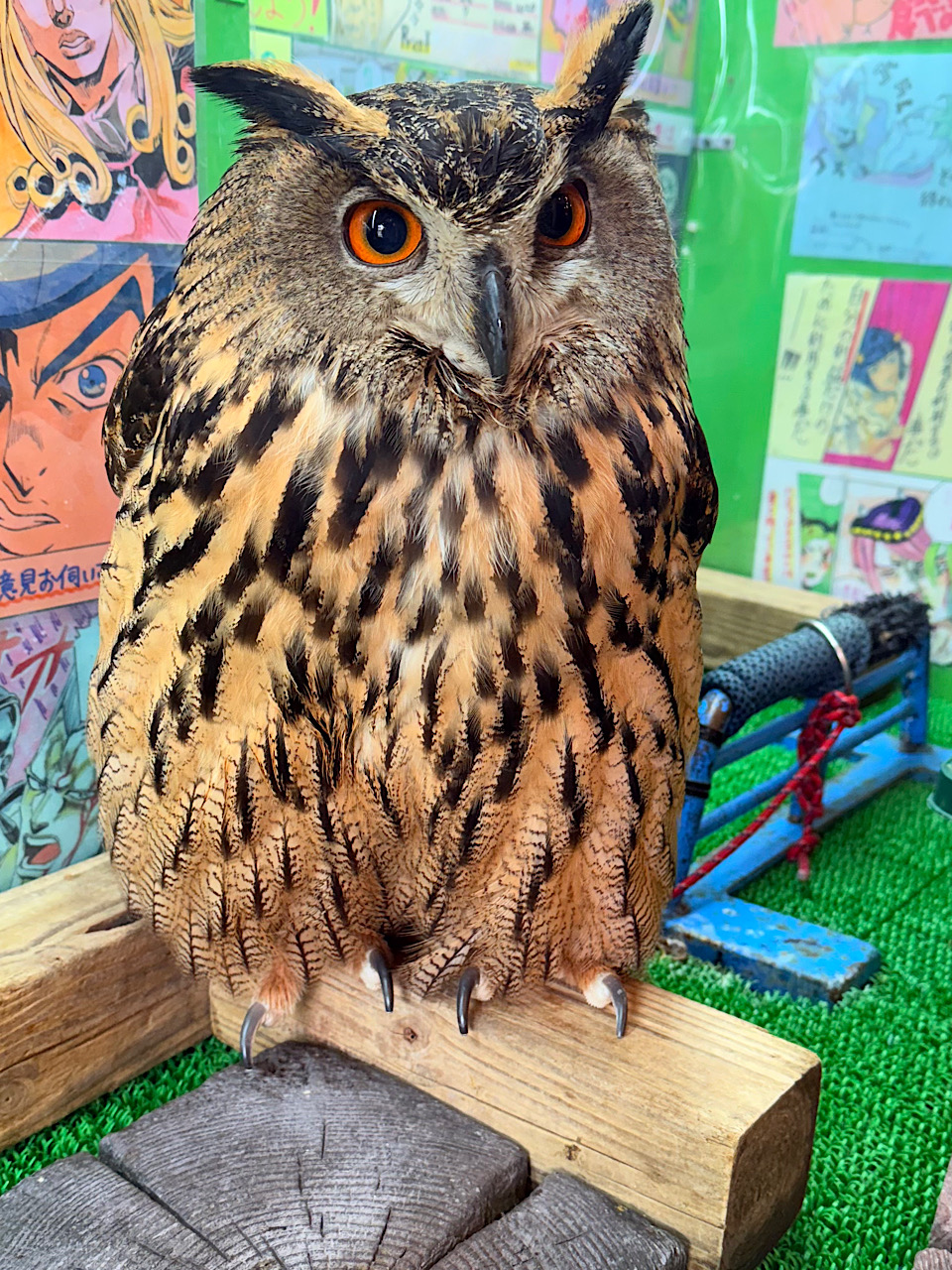 2021年産まれ ユーラシアワシミミズク