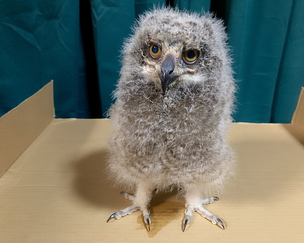 2023年7月末産まれ　国内ブリード　アフリカワシミミズク　雛