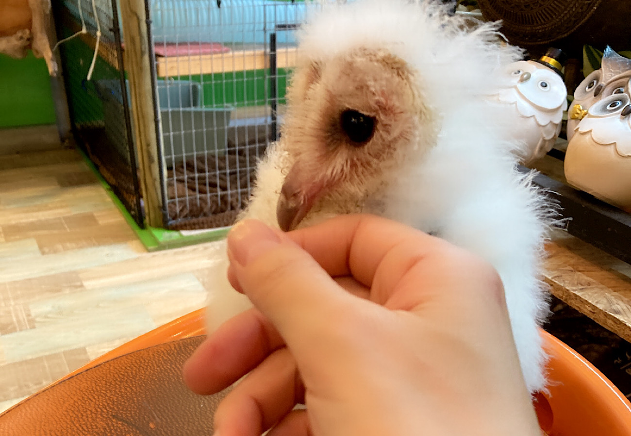 2023年5月1日産まれ    メンフクロウ　雛