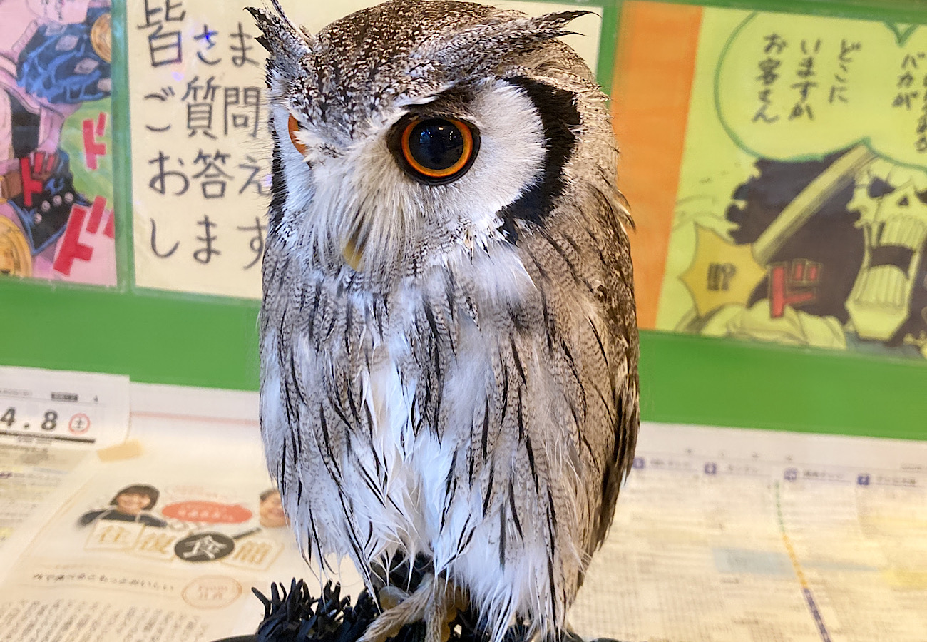 2021年産まれ　アフリカオオコノハズク