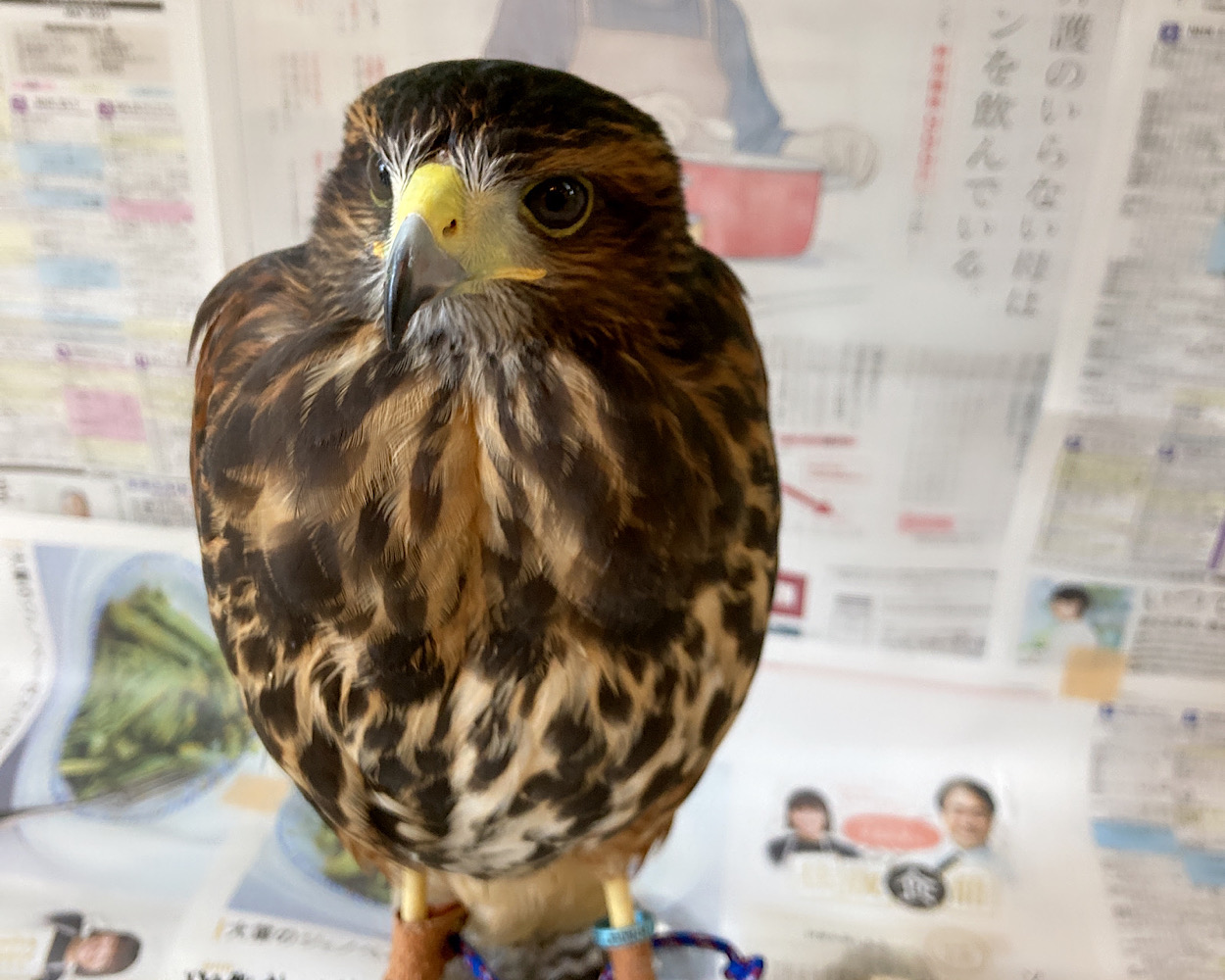 2023年5月16日産まれ　国内ブリード　ハリスホーク（モモアカノスリ）