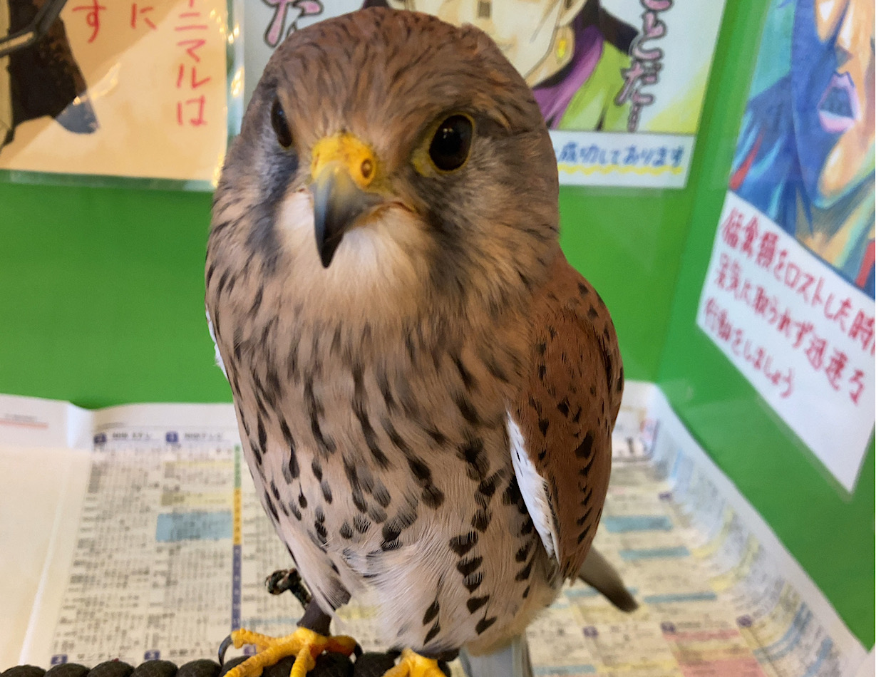 ロシアチョウゲンボウ