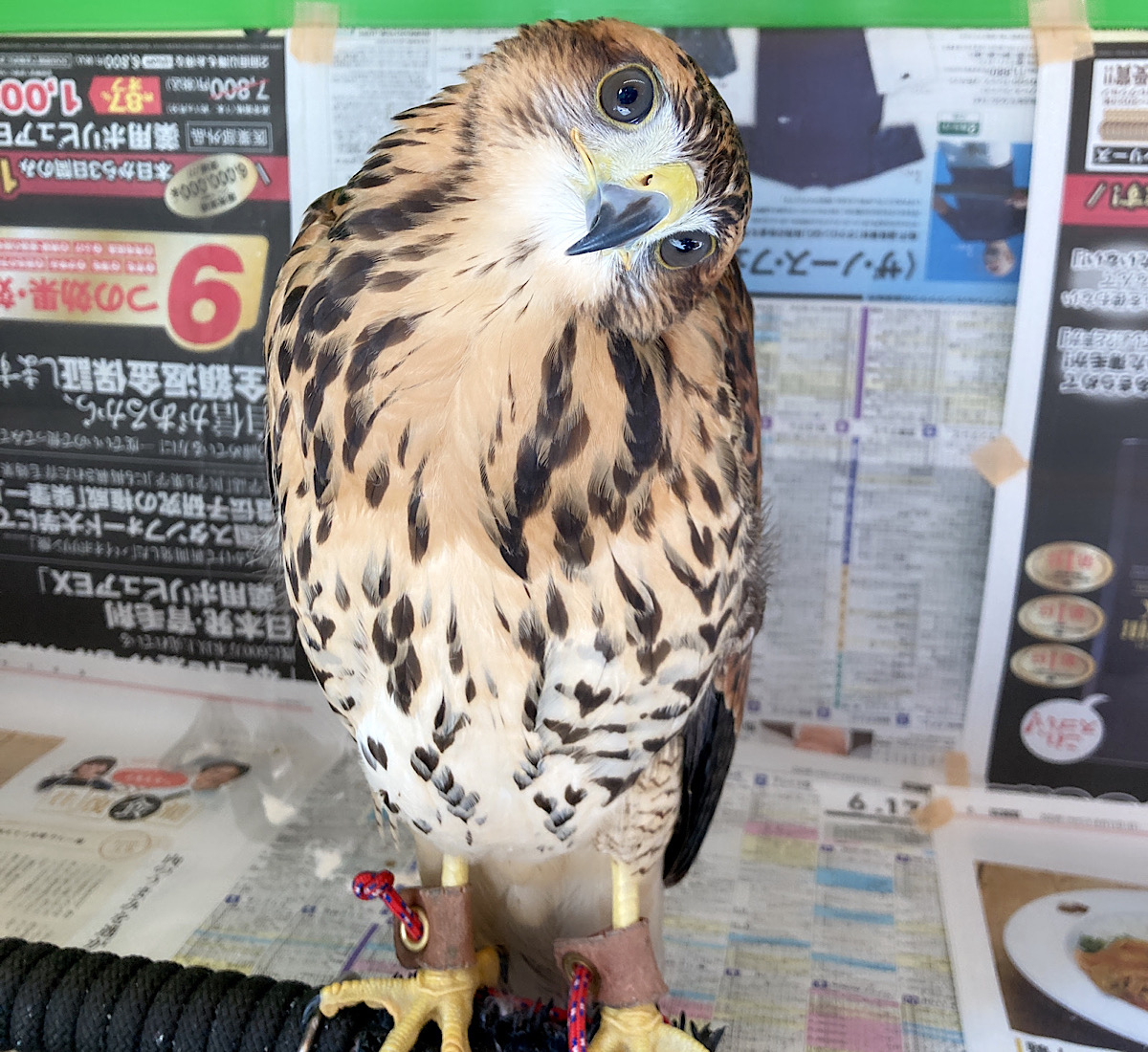 2023年5/10産まれ　国内ブリード　南米ハリスホーク（モモアカノスリ）