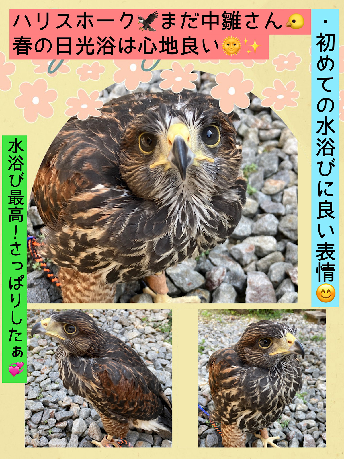 ファルコンブロック ハリスホーク用 パーチ フクロウ 猛禽類