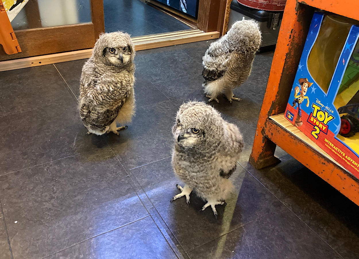 2024年4月上旬産まれ　アフリカワシミミズク　雛　国内ブリード