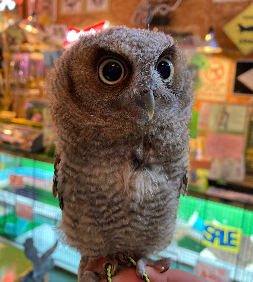 2024年4月産まれ　スピックスコノハズク