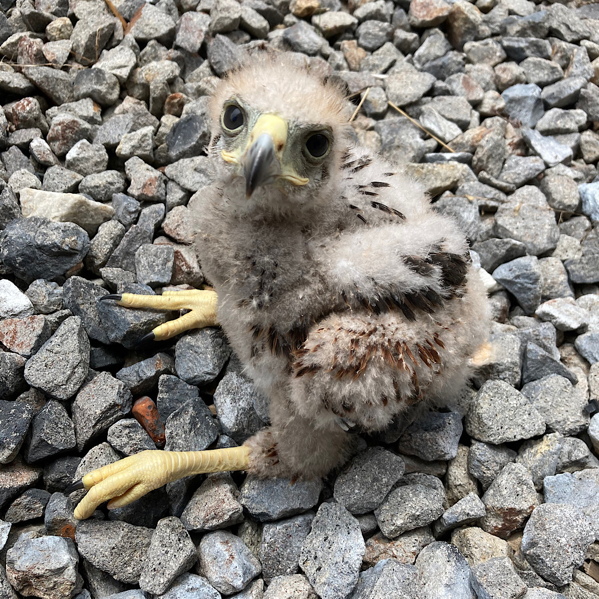 クリアランス 猛禽用パーチ パーチ オーダー可 フクロウ 鷹 ハリスホーク