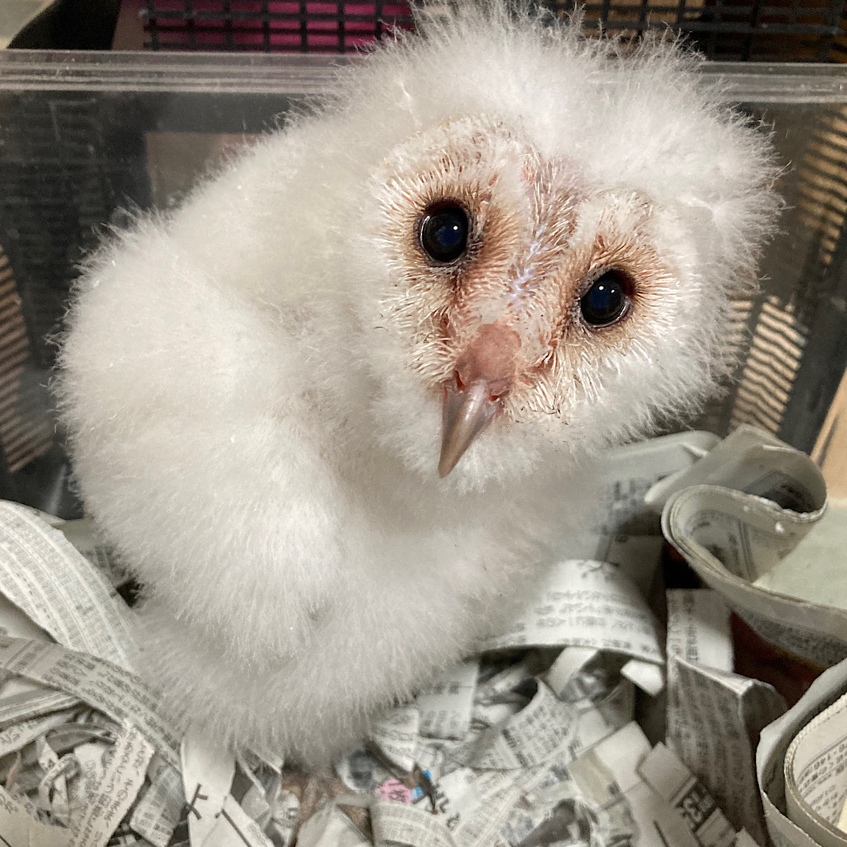 2024年5月初旬産まれ メンフクロウ 雛 国内ブリード